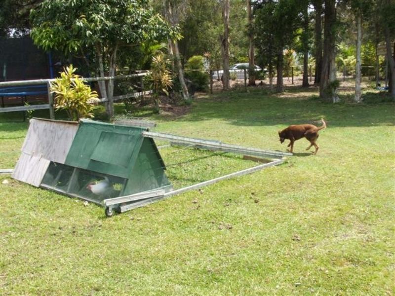 11 Stockwhip Ct, Cooroibah QLD 4565