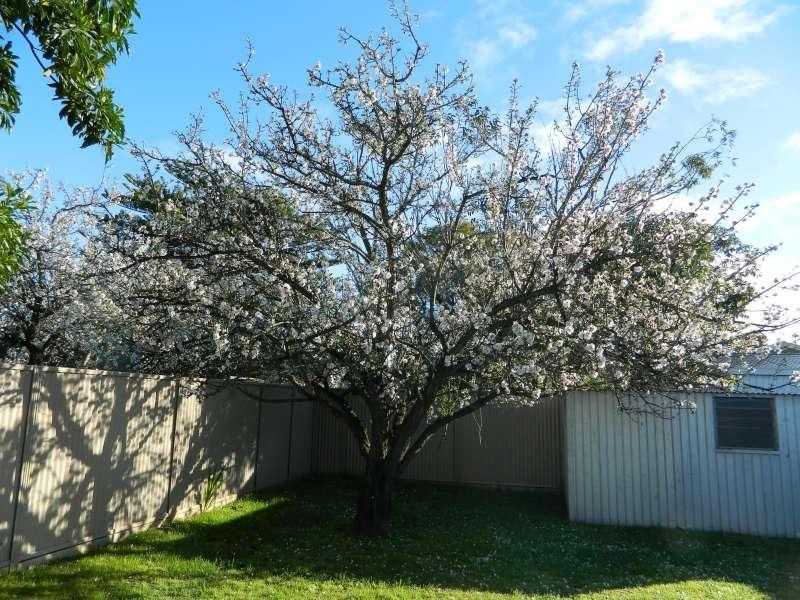 8 Fifth  Ave, Woodville Gardens SA 5012