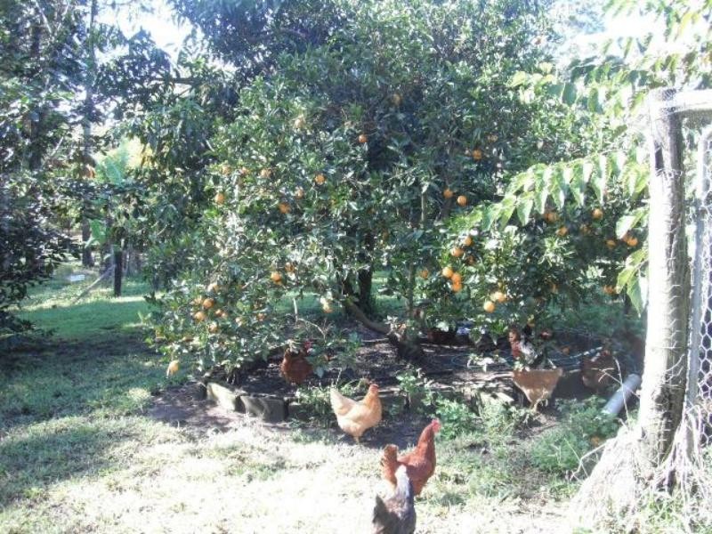 45 Palmer Rd, Woolgoolga NSW 2456