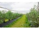 255 Wants Lane, Glenugie NSW 2460