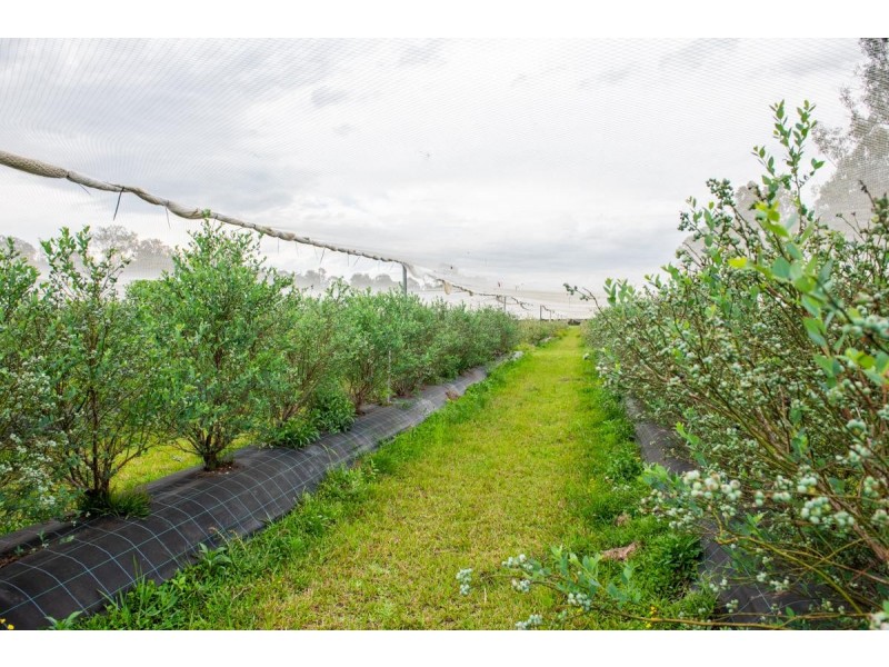 255 Wants Lane, Glenugie NSW 2460