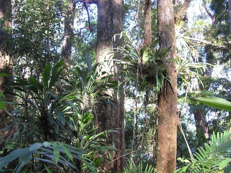 Crabbes Creek NSW 2483