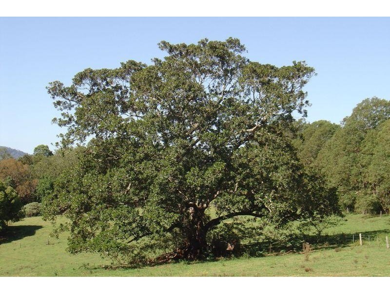 Whian Whian NSW 2480