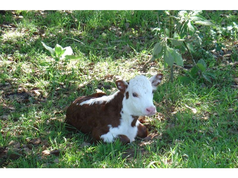 Whian Whian NSW 2480