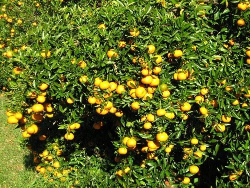 Whian Whian NSW 2480