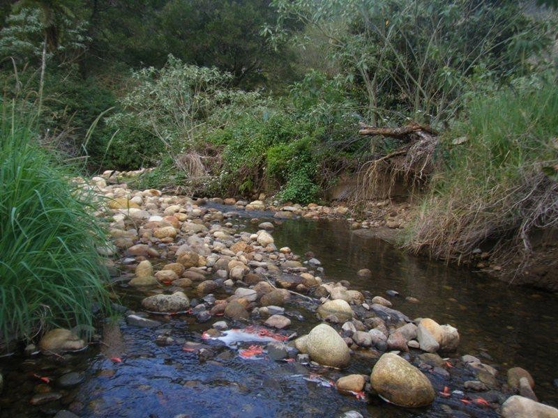 Wilsons Creek NSW 2482