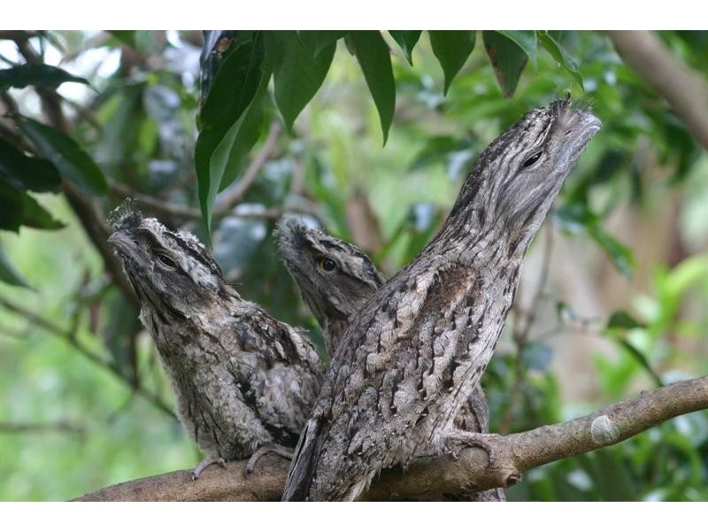 60 Fairview Rd, Rosebank NSW 2480