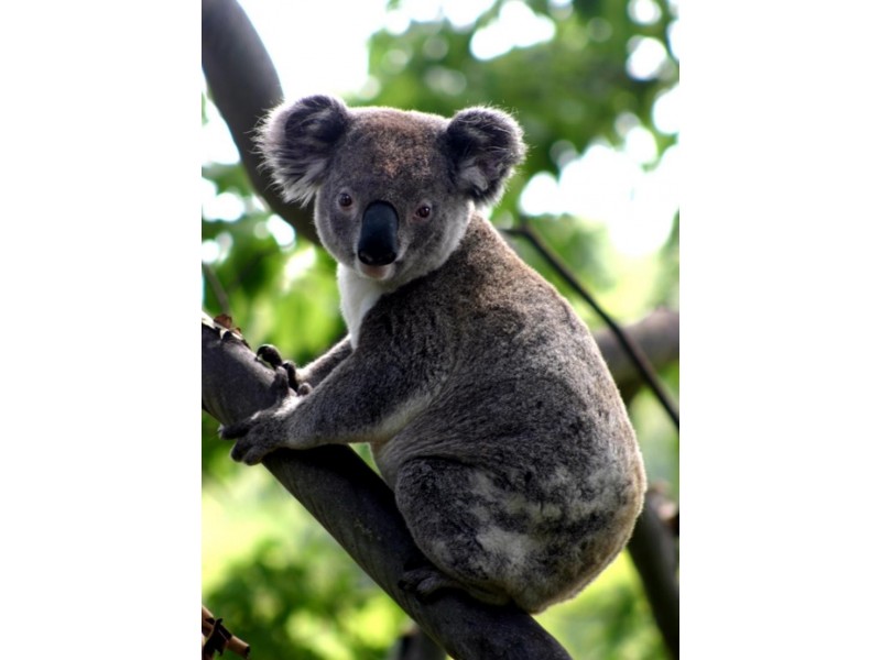 60 Fairview Rd, Rosebank NSW 2480