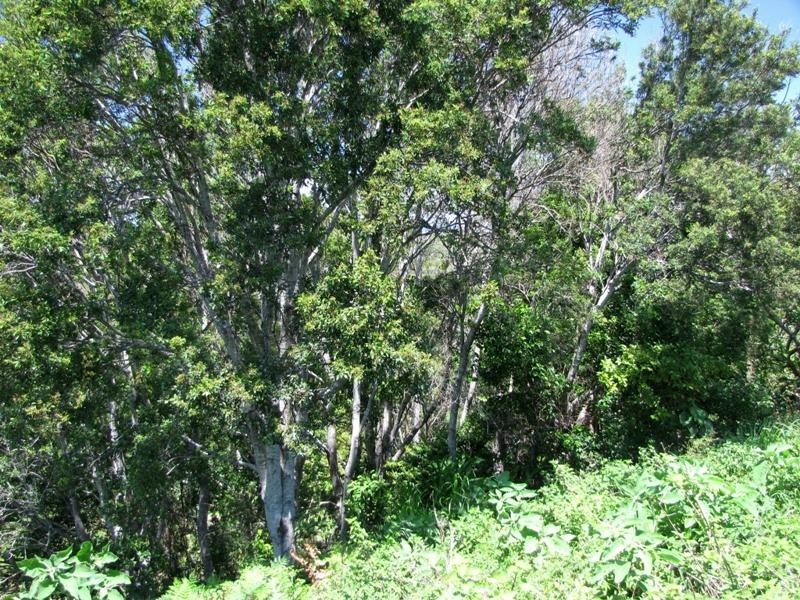 *56 Fig Tree Hill Dr, Lennox Head NSW 2478