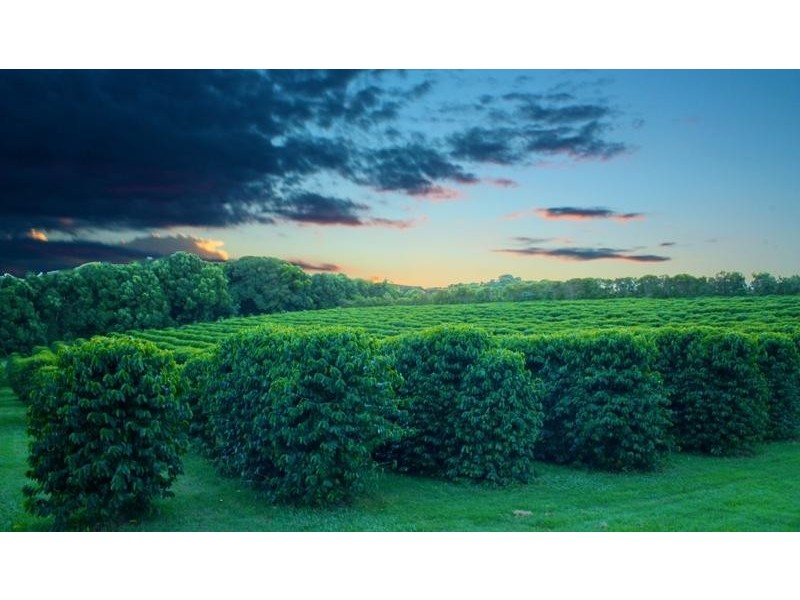 Alstonville NSW 2477