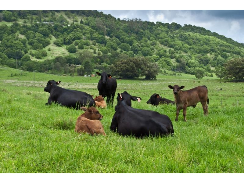 Mullumbimby NSW 2482