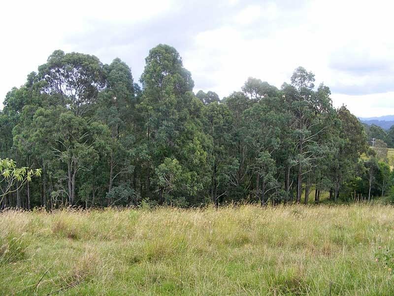 96 Bulby  Cl, Dyers Crossing NSW 2429