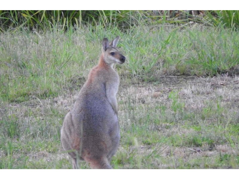 16  Torquay Cct, Red Head NSW 2430