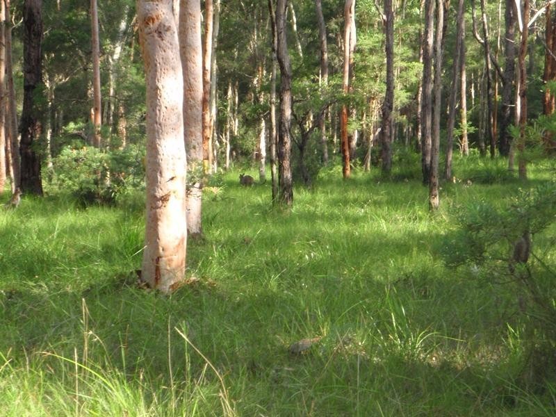 Cooranbong NSW 2265