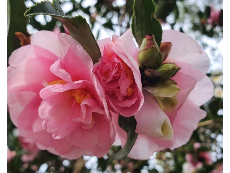 28 Williams Road, Bonville NSW 2441