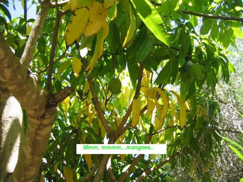 Pacific Palms NSW 2428