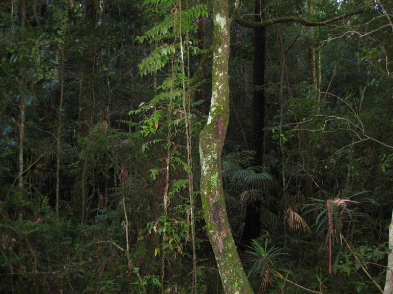 Pacific Palms NSW 2428