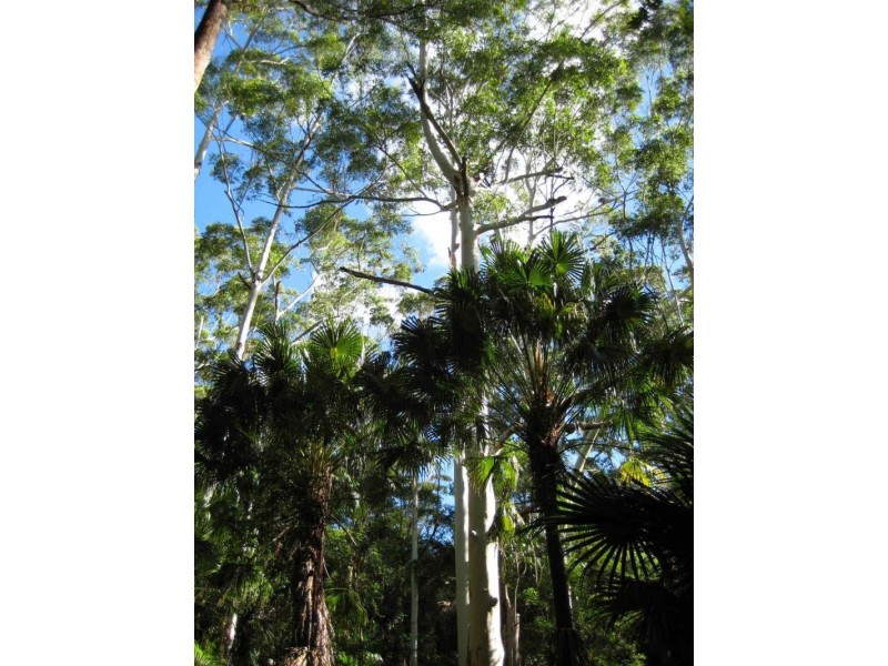 Pacific Palms NSW 2428