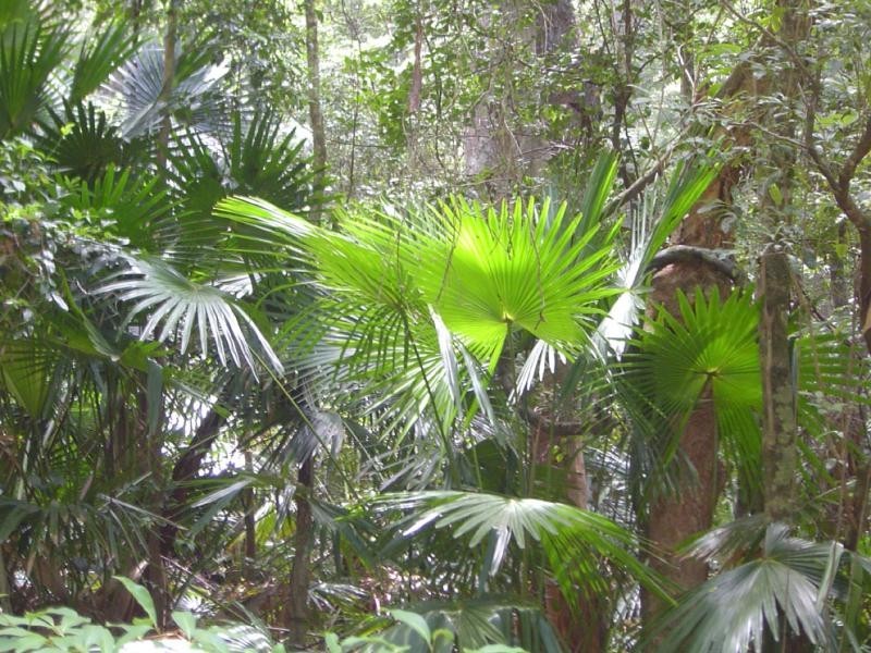 Pacific Palms NSW 2428