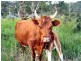 1644 The Lakes Way, Mayers Flat NSW 2423