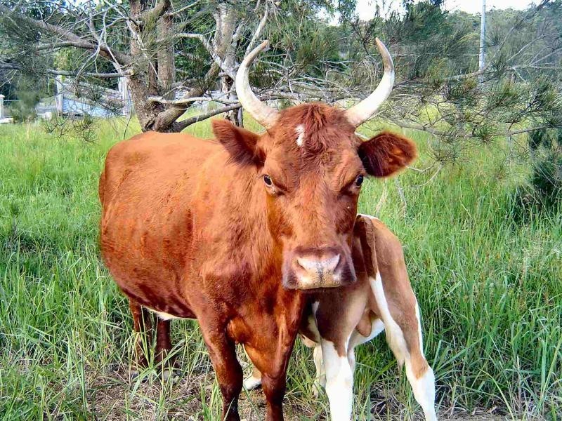 1644 The Lakes Way, Bungwahl NSW 2423