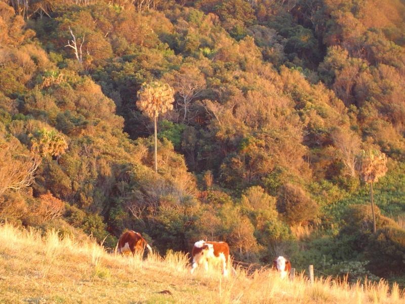 113 Newmans Ave, Blueys Beach NSW 2428