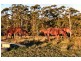 322 Hubbards Nth Rd, Bungwahl NSW 2423