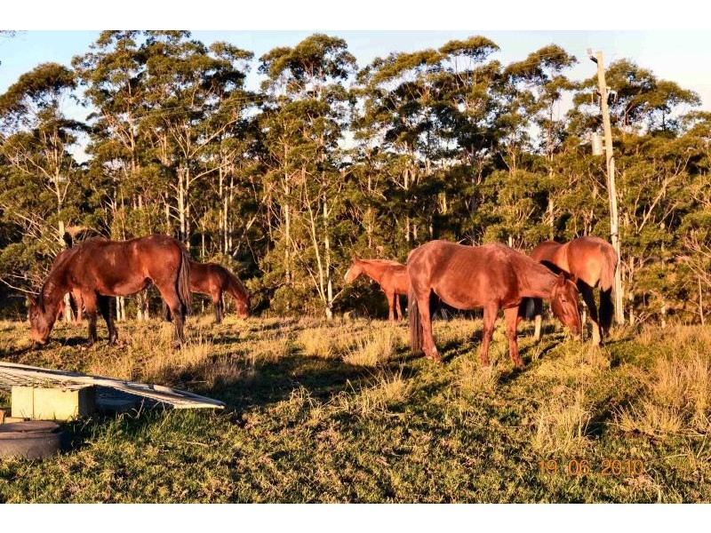 322 Hubbards Nth Rd, Bungwahl NSW 2423