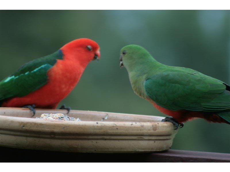 1 Keith Cres, Smiths Lake NSW 2428