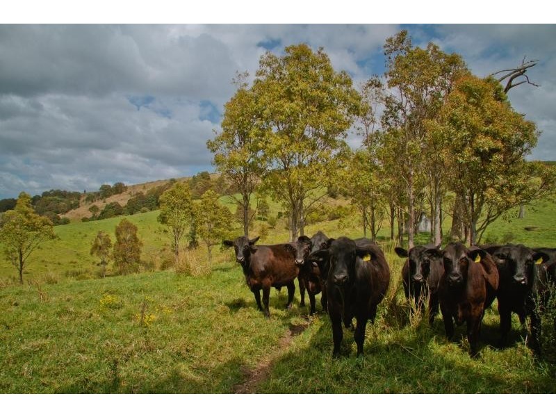 2010 The lakes Way, Mayers Flat NSW 2423