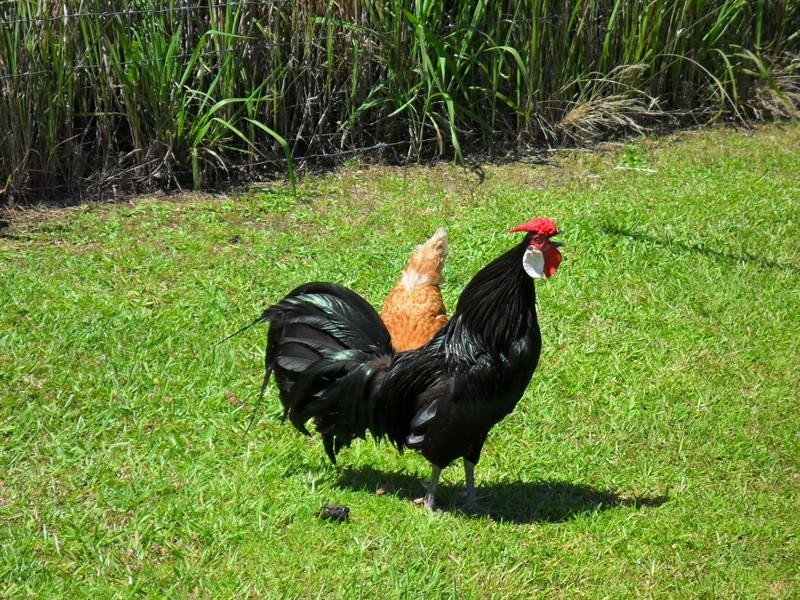 3524 The Lakes  Way, Charlotte Bay NSW 2428