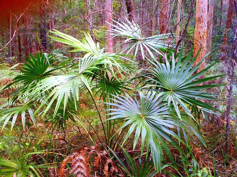 206 Schnapper Beach  Rd, Urunga NSW 2455