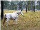 Grafton NSW 2460