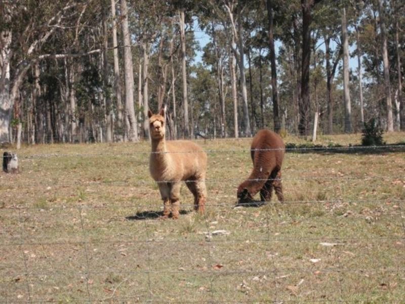 582 Dinjerra Rd, Grafton NSW 2460