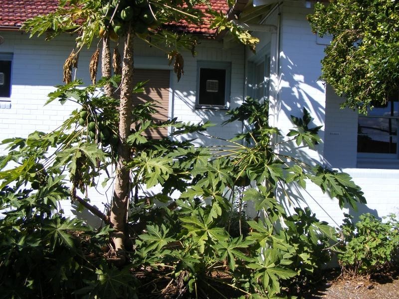 Grafton NSW 2460