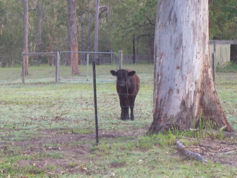 74 Eaton St, Grafton NSW 2460