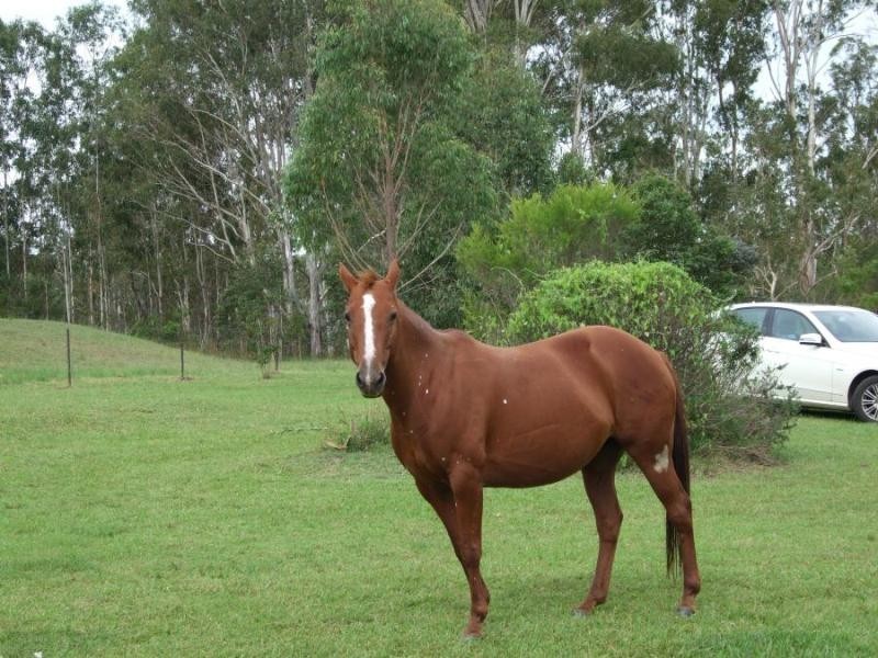134 Sandy Swamp Rd, Coutts Crossing NSW 2460
