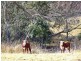 Lot 64 Kangaroo Creek Rd, Kangaroo Creek NSW 2460