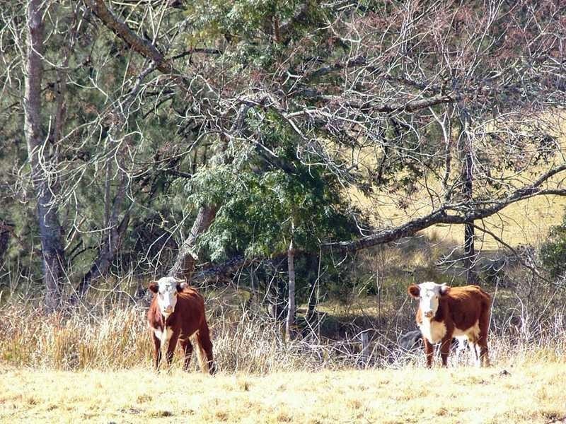 Lot 64 Kangaroo Creek Rd, Kangaroo Creek NSW 2460