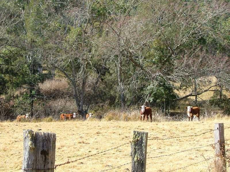 Lot 64 Kangaroo Creek Rd, Kangaroo Creek NSW 2460