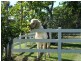 1280 Summerland Way, Junction Hill NSW 2460