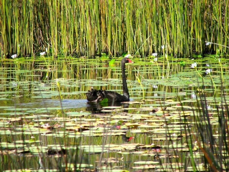 1247 Firth Heinz Rd, Pillar Valley NSW 2462