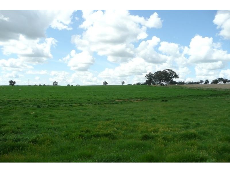 Molong NSW 2866