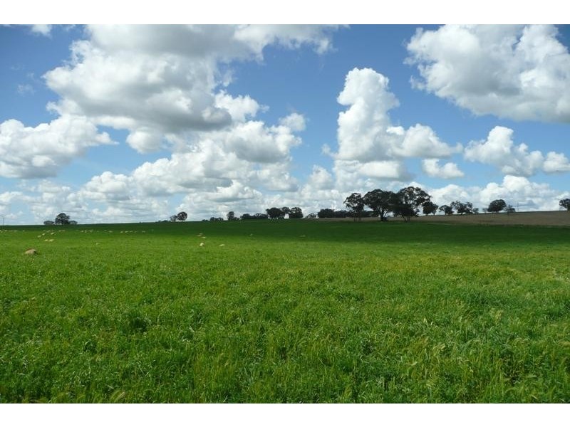 Molong NSW 2866