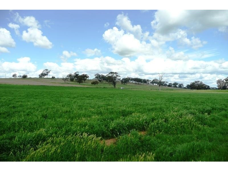 Molong NSW 2866