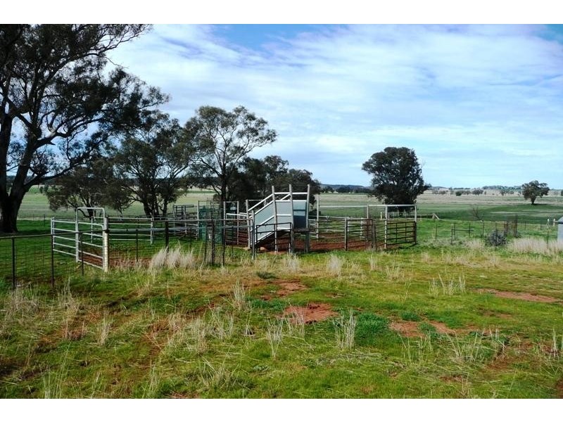 Molong NSW 2866
