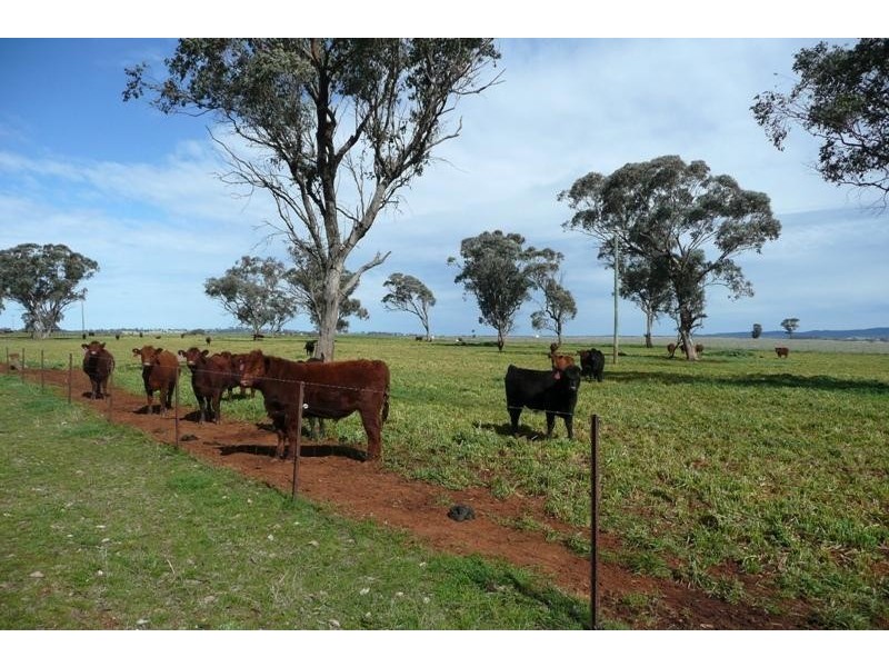 Molong NSW 2866
