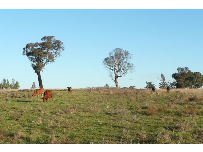 5845 Canowindra  Rd, Cudal NSW 2864