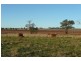 5845 Canowindra  Rd, Cudal NSW 2864