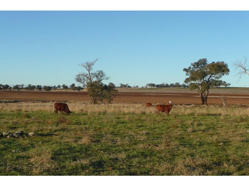 5845 Canowindra  Rd, Cudal NSW 2864